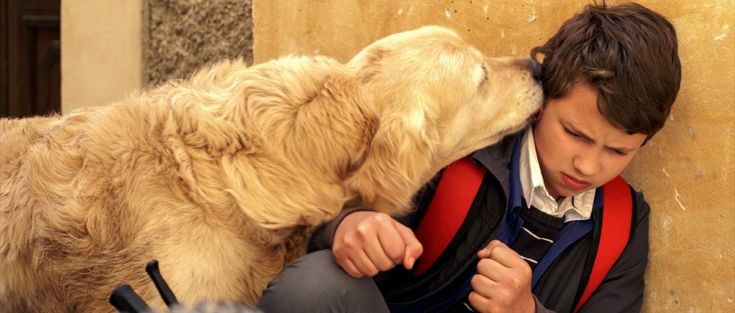 Italo, il meticcio eroe protagonista di un film. Un peluche in vendita per l'Enpa