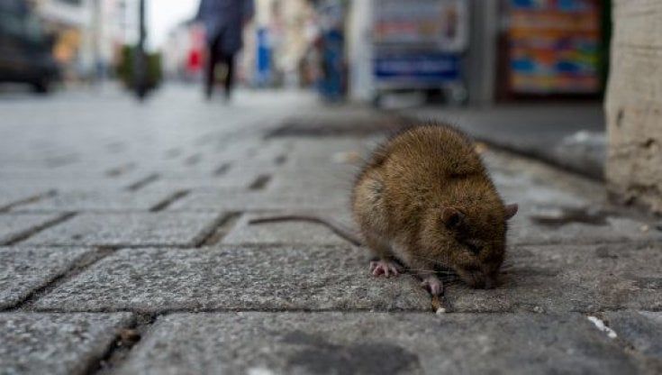 Più topi che romani, ecco le tre specie che invadono la capitale: "Situazione fuori controllo". E il Comune sblocca il bando anti-ratti 