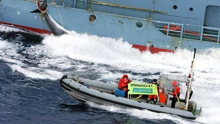 Islanda verso lo stop alla caccia alle balene. Per il Paese un passo storico