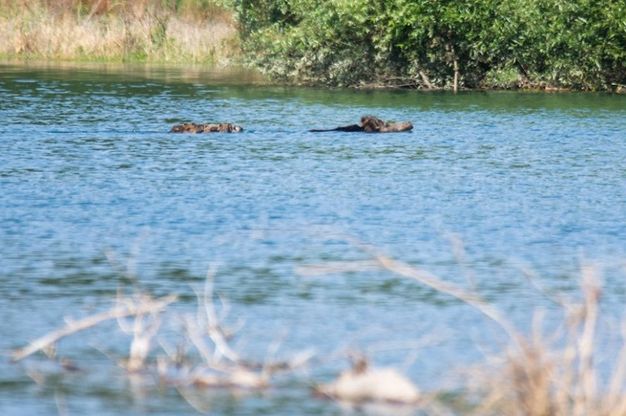 Oasi di Persano, tuffo nel fiume per la famigliola di cinghiali