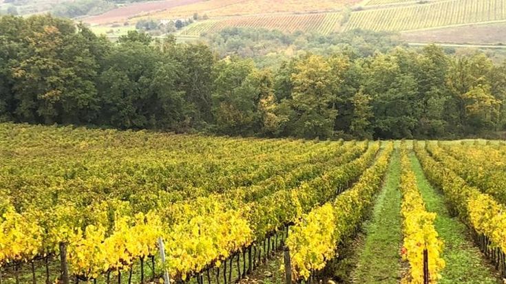 Con 27 vigneti all'asta la Toscana ha il valore più alto d’Italia, oltre 24 milioni di euro