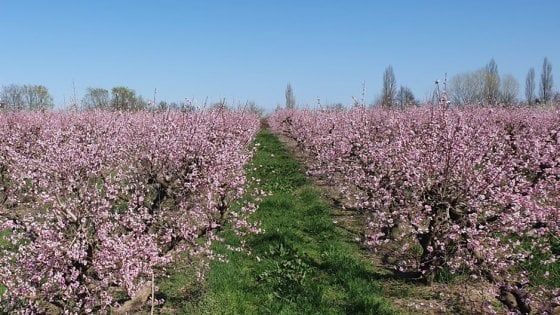 La primavera a casa: svelati i giardini in fiore di Parma e dintorni