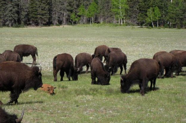 Usa, il ritorno dei bisonti: occupano in massa il Grand Canyon National Park