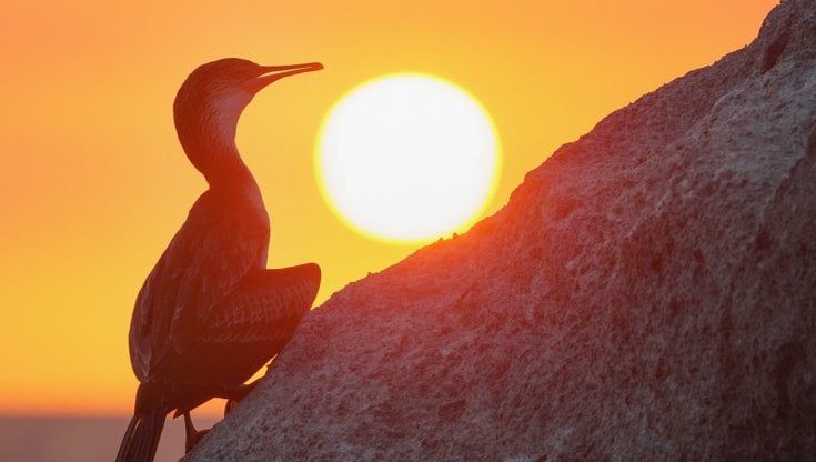 Ischia, al tramonto spuntano i marangoni dal ciuffo