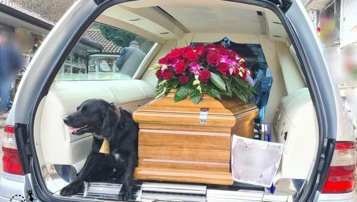 Fedeltà senza limiti: Lassie non lascia la bara del padrone