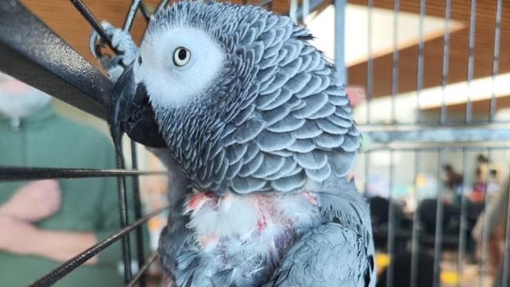 Dopo sette anni Gino torna a casa: il pappagallo cenerino ritrova il suo proprietario