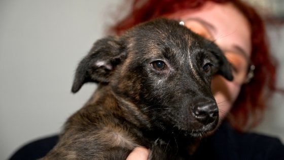 Firenze, in un ex macello nasce l'ospedale per gli animali abbandonati 