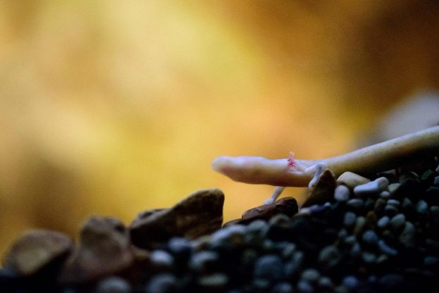 Slovenia, 'cuccioli di drago' nella grotta: attesa la schiusa delle uova