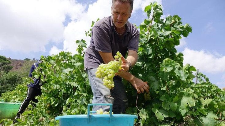 Caldo e siccità per la vendemmia