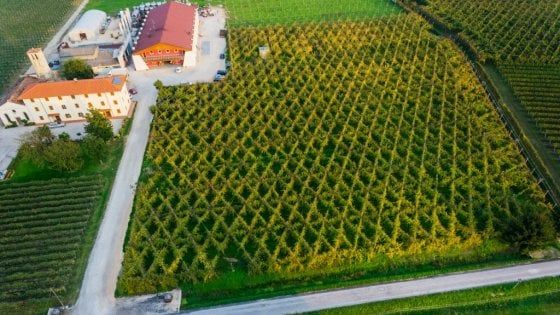 Vigneti belli come un merletto: le Bellussere, quando le viti ricamano la terra