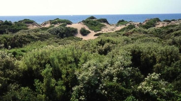 Castelporziano, un bando per affidare i cinque chioschi ai Cancelli