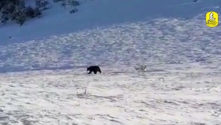 Juan Carrito, l'orso che rubava i biscotti trasferito lontano da Roccaraso