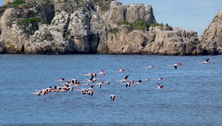 Foce del Sarno, la grazia dei fenicotteri in volo a pochi metri dal degrado