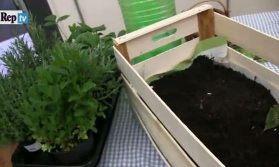 A lezione per fare l'orto sul terrazzo (per non parlar dello sciroppo)