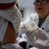 Vaccini, da oggi senza certificato non si entra a nidi e materne