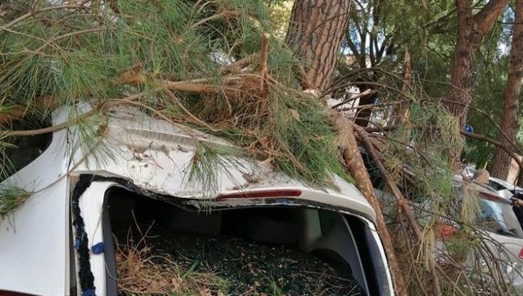 Firenze, il vento fa crollare un albero al Poggio Imperiale