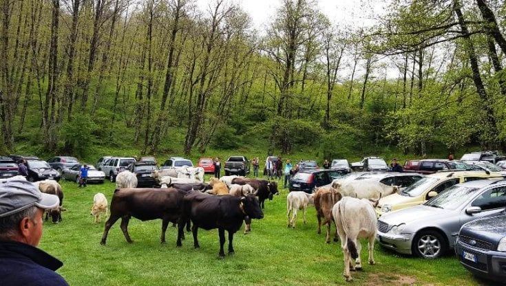 Da Palinuro a Cuccaro Vetere, nel Cilento va in scena la transumanza