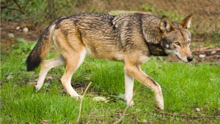 Lupo in Appennino: la Provincia chiede un intervento della Regione