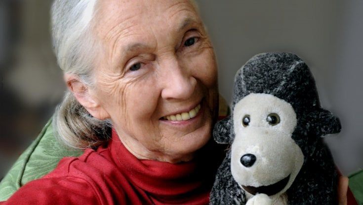 Jane Goodall: “Dopo la lotta in Africa voglio salvare i gorilla nei bioparchi italiani”