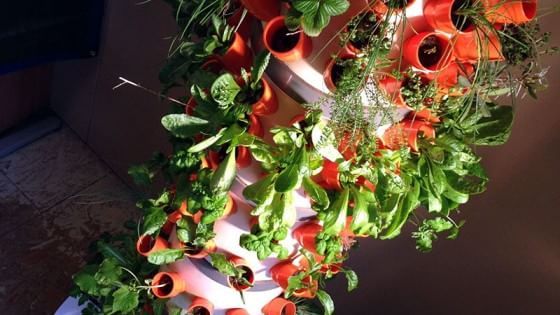 Veve, l'orto verticale che nasce da una startup trentina