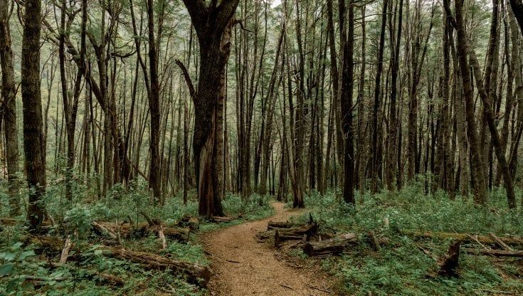 La lotta contro il disboscamento illegale in Argentina, l’ingegnera forestale: “Così proteggiamo la biodiversità”