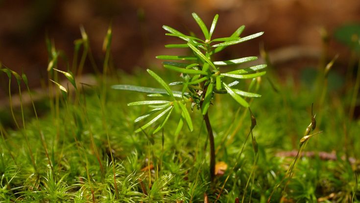 Viaggio nel bosco che rinasce:  “Pianteremo 30 milioni di alberi”