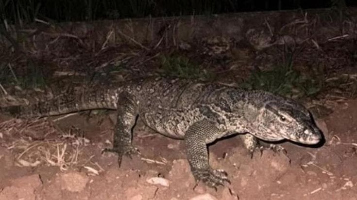 A Montichiari è caccia al varano: avvistamenti, appelli e meme per il lucertolone che gira nei campi