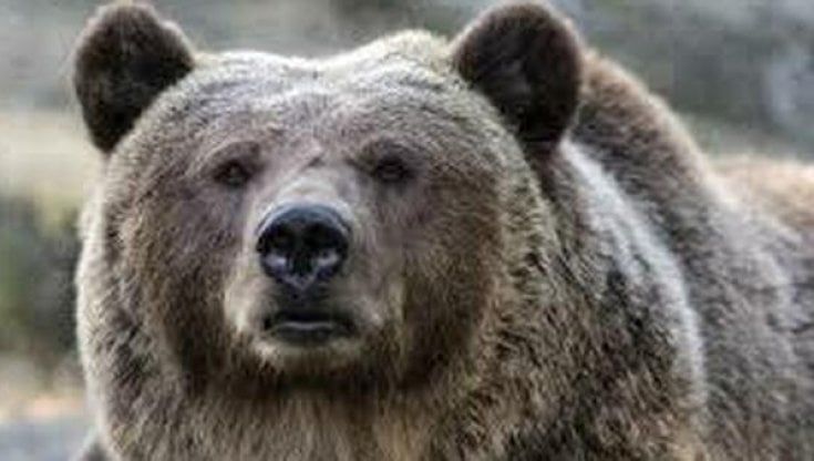 Abruzzo, il Wwf: "Mamma orsa Amarena e i cuccioli attraversano la A25". L'autostrada: "Non ci risulta"
