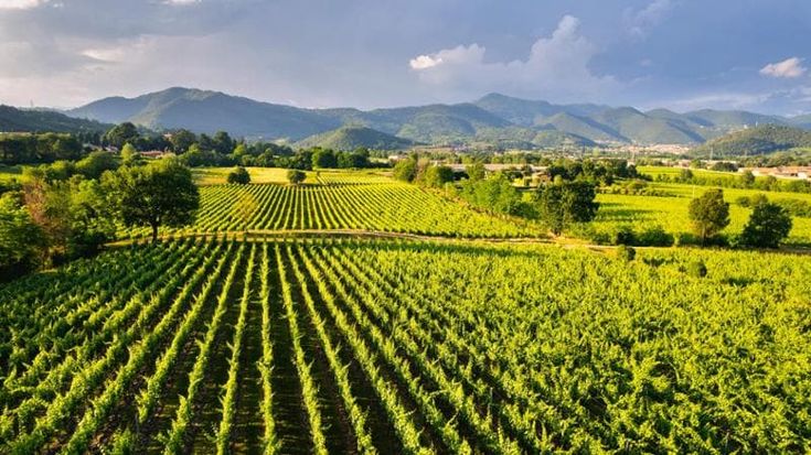 Italia, come mettere agroalimentare, moda e manifattura al centro della transizione verde