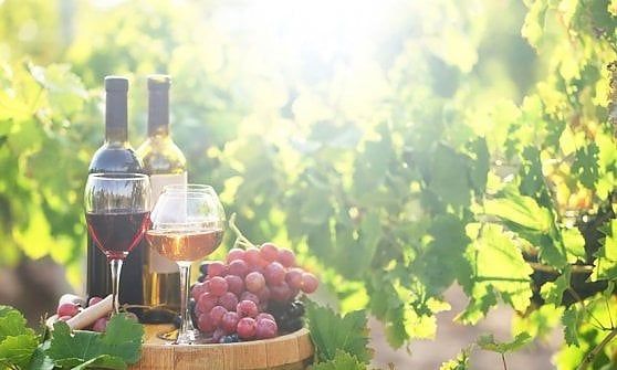 Saranno famosi: vini autoctoni e biologici