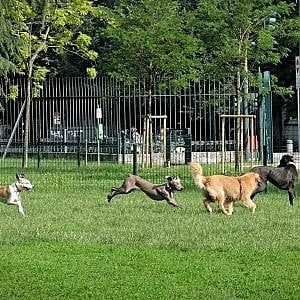 Corteo a Salerno per una cagnolina massacrata