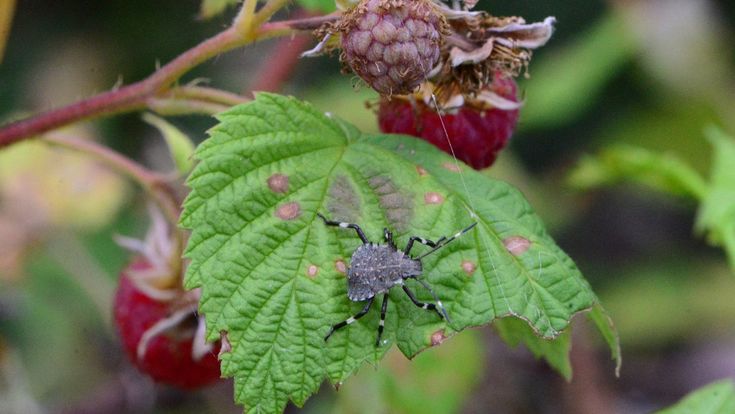 Caldo record, allarme cimice asiatica. Arriva la Samurai Wasp per combatterla
