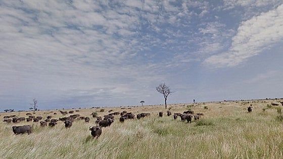 Sudafrica, ippopotami e bufali uccisi nei parchi per combattere la siccità
