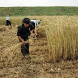 Clima: Onu, con riscaldamento rischio raccolti tossici