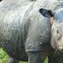 Iman in fin di vita: è l'ultima femmina di rinoceronte di Sumatra in Malesia