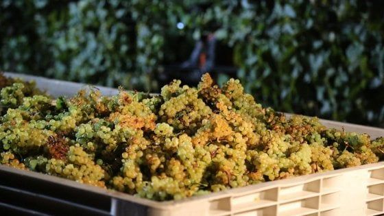 Anno record per la viticoltura veneta che diventa sempre più sostenibile