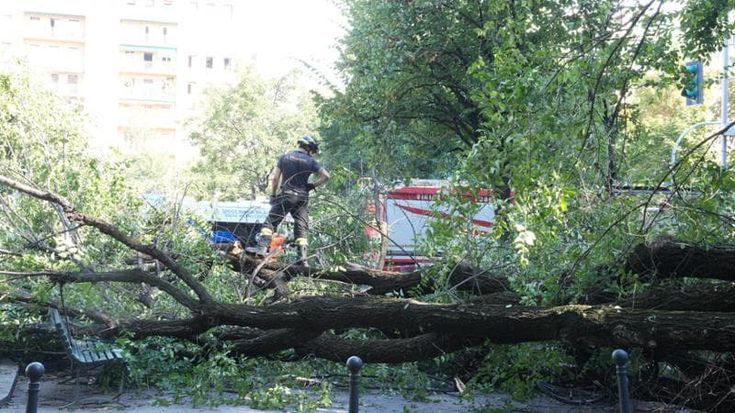 Alberi a rischio, dal martello sonico alle sonde: così gli agronomi provano a evitare i crolli