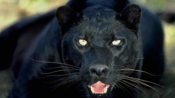Una pantera nera in libertà a San Severo: l'allarme di un cittadino fa scattare le ricerche