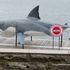 Squalo bianco. La replica gigante nel Sydney Harbour