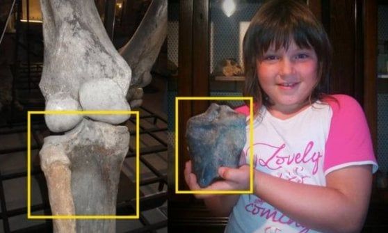 Po, figlia di un docente dell'ateneo di Parma trova tibia di giovane mammut