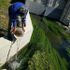 Liquami tossici nel torrente, avvelenate 35 mila trote che servivano a ripopolare il Po 
