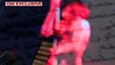 I documenti segreti di Al Qaeda nascosti in video porno