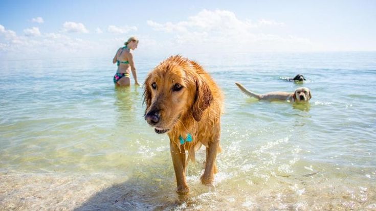 In spiaggia con l’amico a quattro zampe: i lidi dog-friendly da mettere in agenda