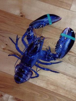 Usa, pescato rarissimo astice blu